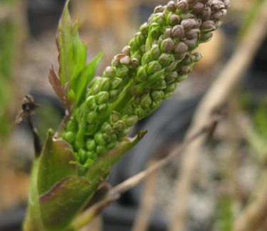 Xanthorhiza simplicissima (fall color)