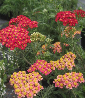 Achillea millefolium Paprika