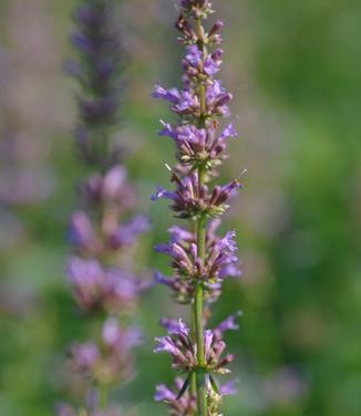 Agastache x 'Black Adder' - Anise Hyssop 