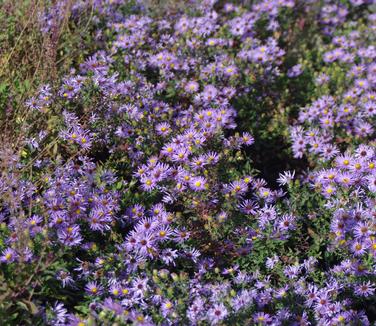 Aster oblongifolius Raydon's Favorite - New England Aster 