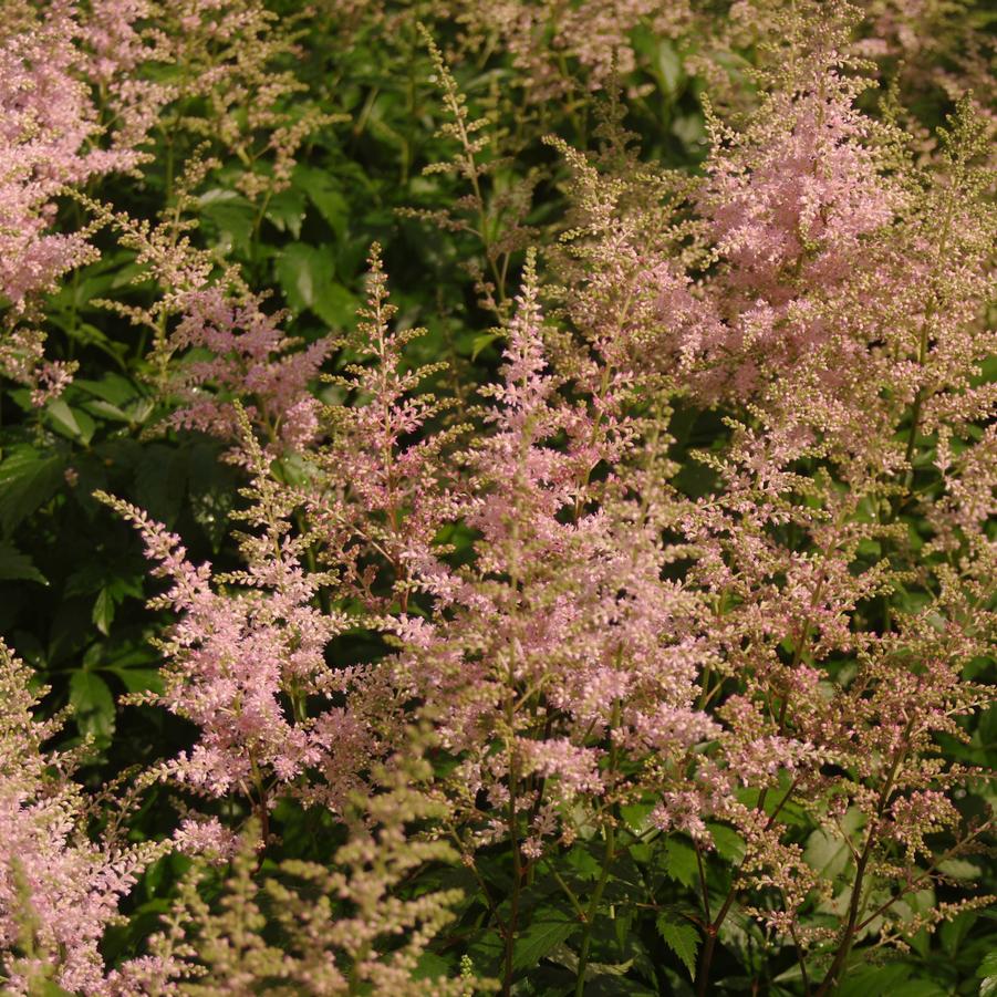 Astilbe x arendsii Peach Blossom