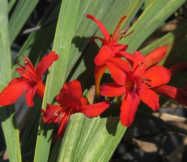 Crocosmia 'Lucifer' - Montbretia
