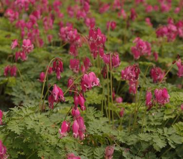 Dicentra x King of Hearts