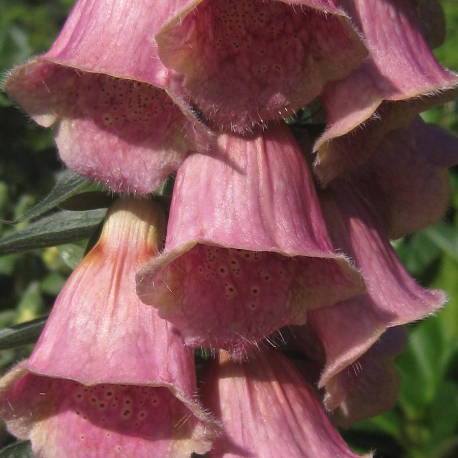 Digitalis x mertonensis - Strawberry Foxglove from Pleasant Run Nursery
