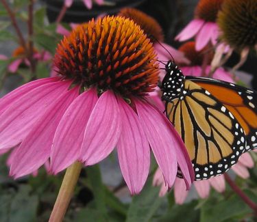 Echinacea purpurea 'Ruby Star ('Rubinstern')' -Purple Coneflower