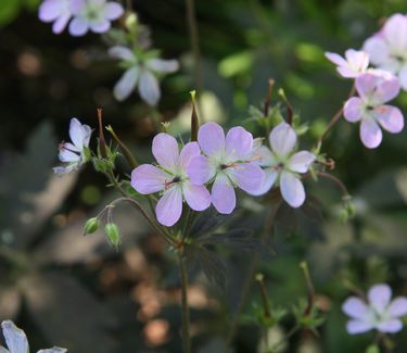 Geranium maculatum 'Espresso' - Spotted Cranesbill 