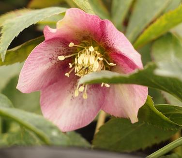Helleborus x Brandywine