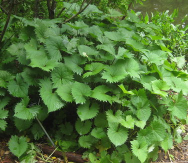 Ligularia stenocephala The Rocket (Berkshire Bot)