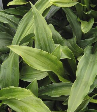 Rohdea japonica - Sacred Lily