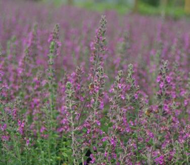 Teucrium chamaedrys 