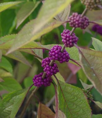 Callicarpa americana - American Beautyberry 