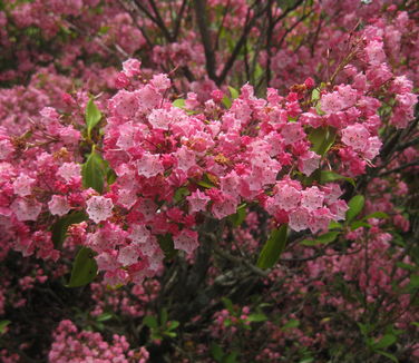 Kalmia latifolia Elf (Tower Hill)