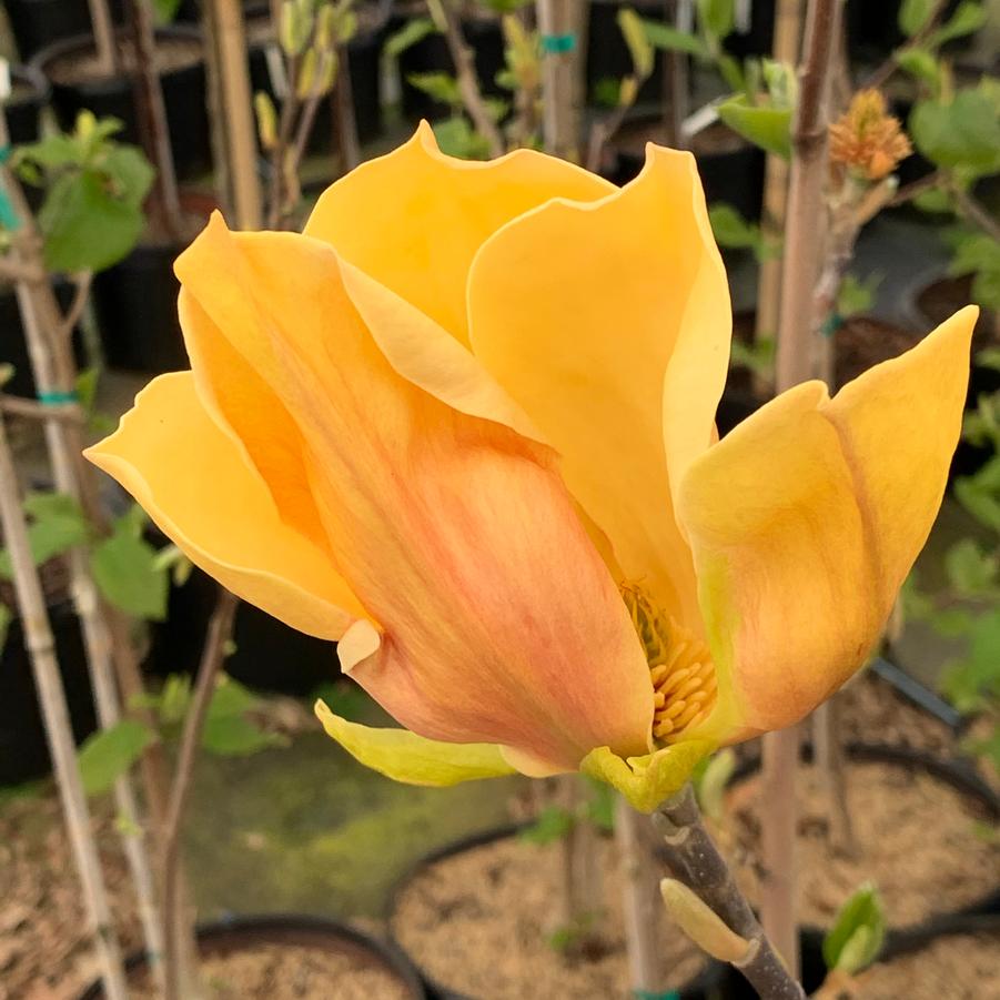 Magnolia x brooklynensis 'Judy Zuk' - Magnolia from Pleasant Run Nursery