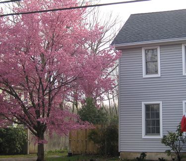 Prunus x Okame - Okame Cherry