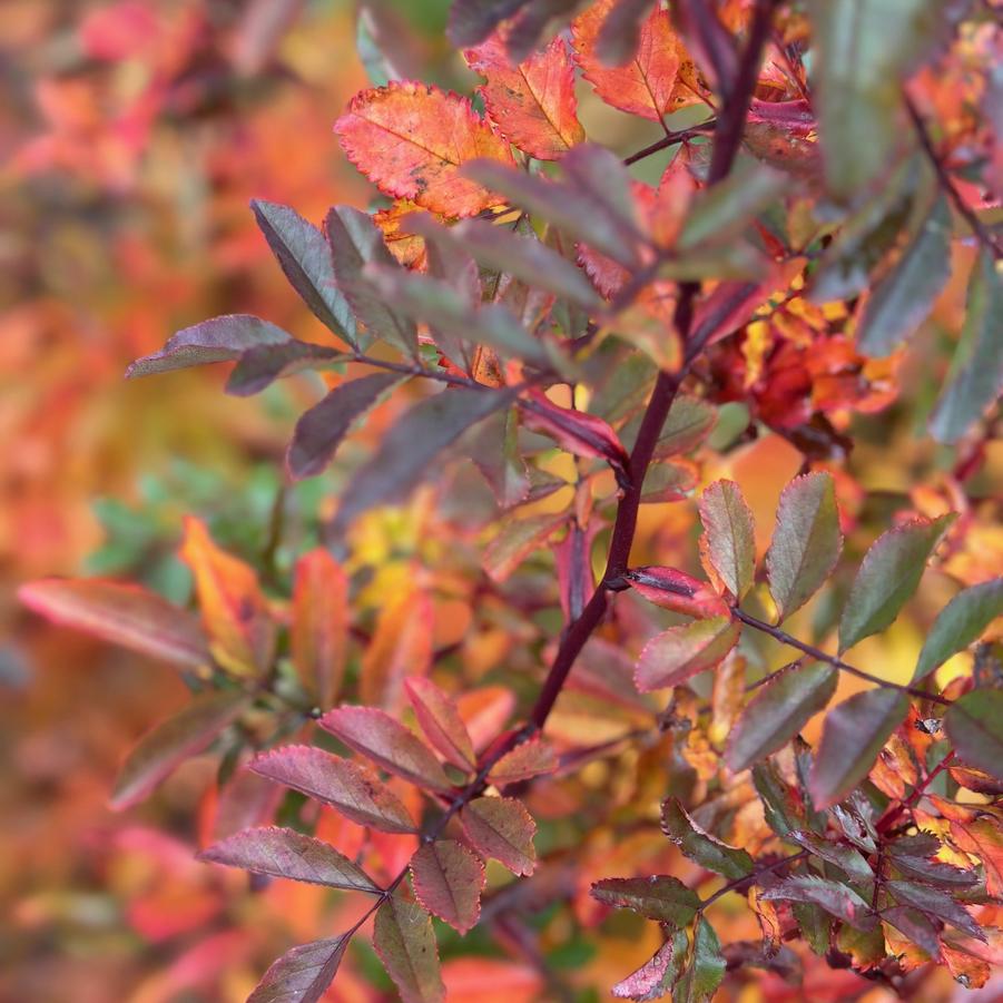 Rosa virginiana - Virginia Groundcover Rose from Pleasant Run Nursery
