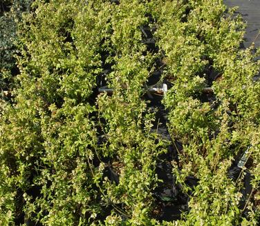 Vaccinium angustifolium