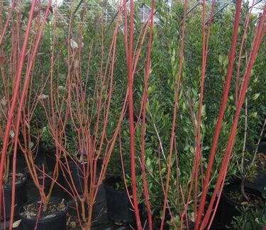 Cornus sericea (stolonifera) Cardinal - Redosier Dogwood