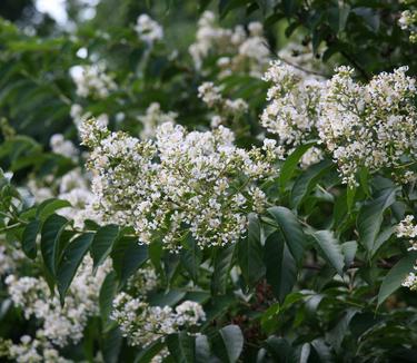 Lagerstroemia fauriei Townhouse 