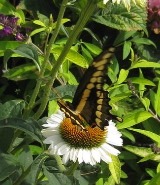 Echinacea purpurea Fragrant Angel