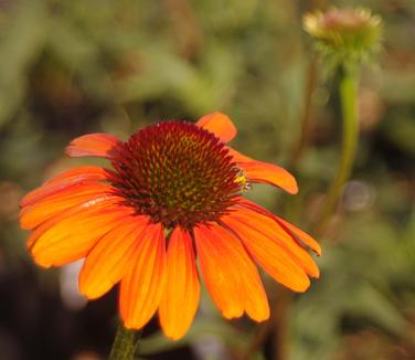 Echinacea x Tiki Torch