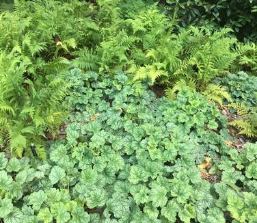 Heuchera americana 'Dale's Strain'