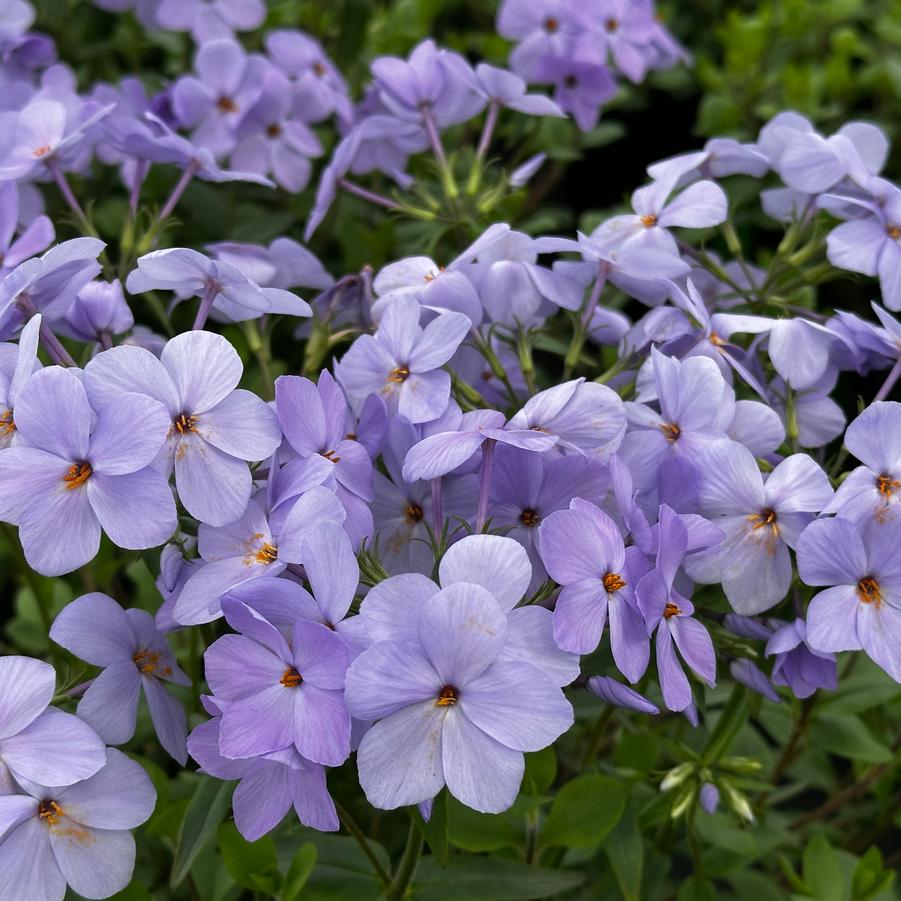 Phlox stolonifera Blue Ridge