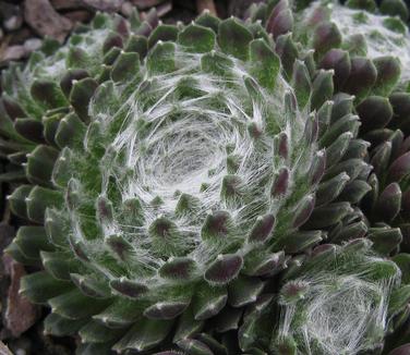 Sempervivum arachnoideum Cobweb - Hens and Chicks