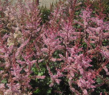 Astilbe x Delft Lace