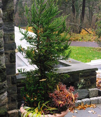 Cryptomeria japonica Black Dragon @ The Scott Arb