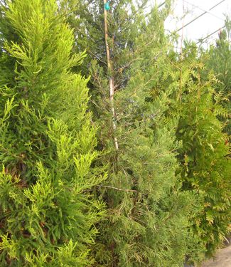 Juniperus chinensis Hetzii Columnaris