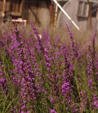 Liatris microcephala - Dwarf Blazing Star 