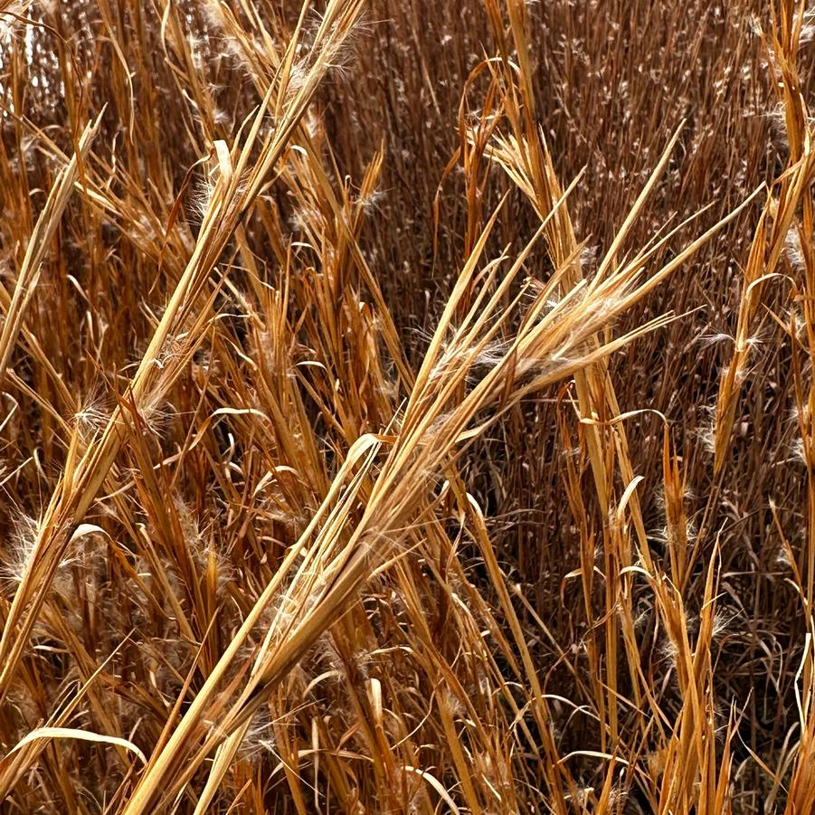 Andropogon virginicus - Broom-sedge/Beardgrass from Pleasant Run Nursery