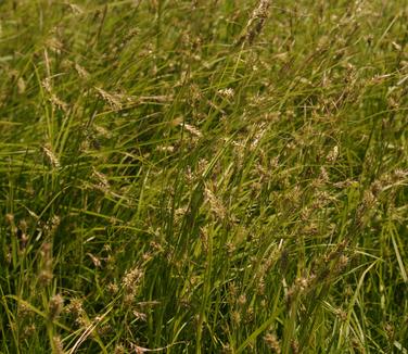 Carex cherokeensis - Cherokee Sedge from Pleasant Run Nursery