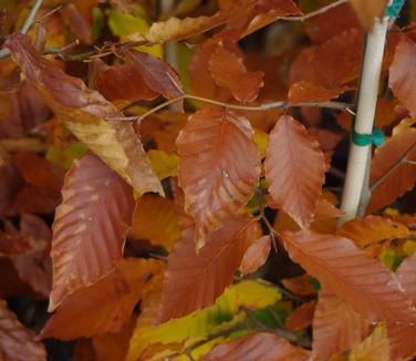 Fagus grandifolia