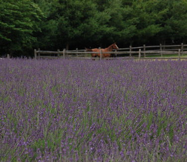 Lavandula x intermedia Phenomenal - Lavender