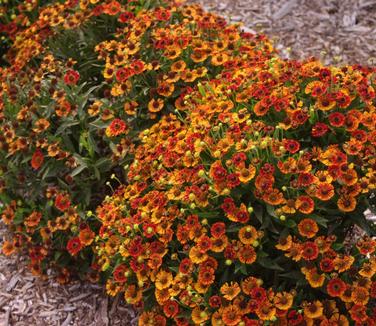 Helenium autumnale Salsa (MT Cuba)