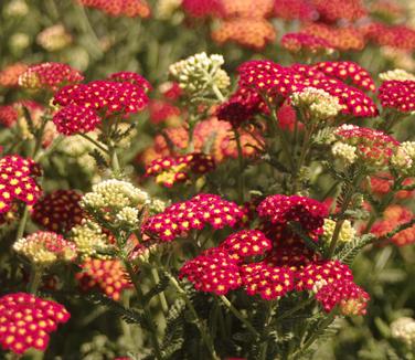 Achillea millefolium Strawberry Seduction