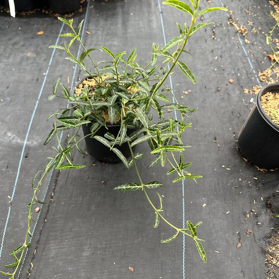 Euonymus fortunei 'Wolong Ghost' - Wintercreeper Euonymus from Pleasant Run Nursery