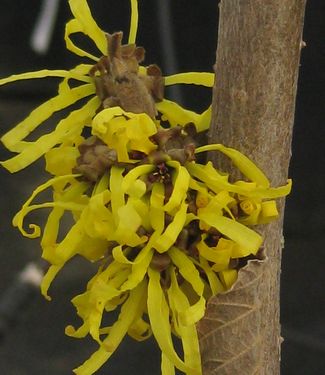 Hamamelis x intermedia Angelly 