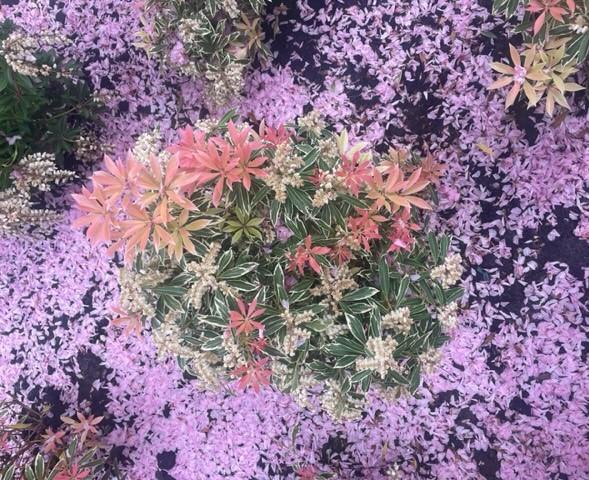 Pieris japonica Flaming Silver - Japanese Pieris (Photo: Lisa Fernandez)