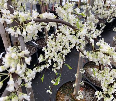 Cercis canadensis 'Vanilla Twist'