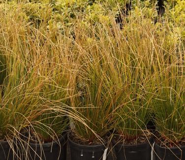 Juncus effusus (winter)