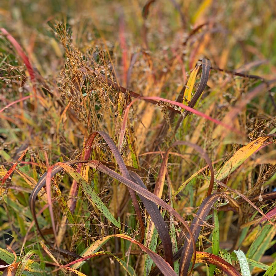 Panicum virgatum Cape Breeze Switchgrass from Pleasant Run Nursery