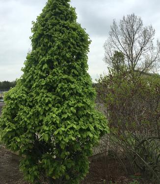 Carpinus betulus Columnaris Nana 