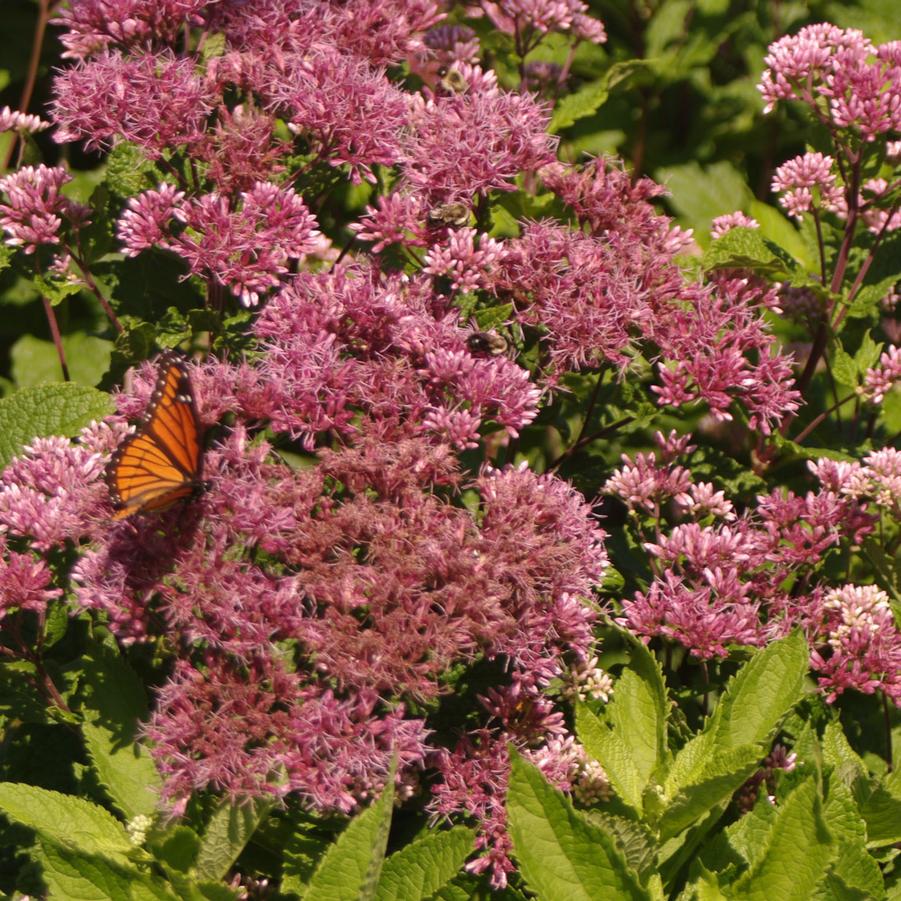 Eupatorium maculatum 'Phantom' - Joe Pye Weed from Pleasant Run Nursery