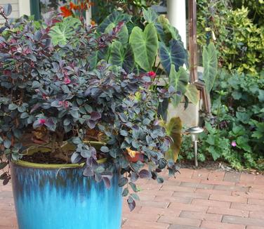 Loropetalum chinensis Ever Red