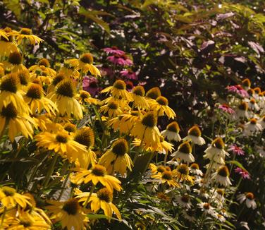 Echinacea x Leilani