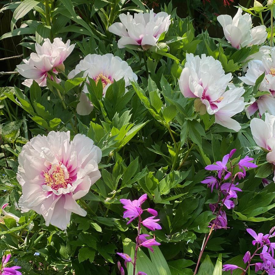 Paeonia x Itoh 'Cora Louise' - Itoh Peony (Photo: Diane McCallister)