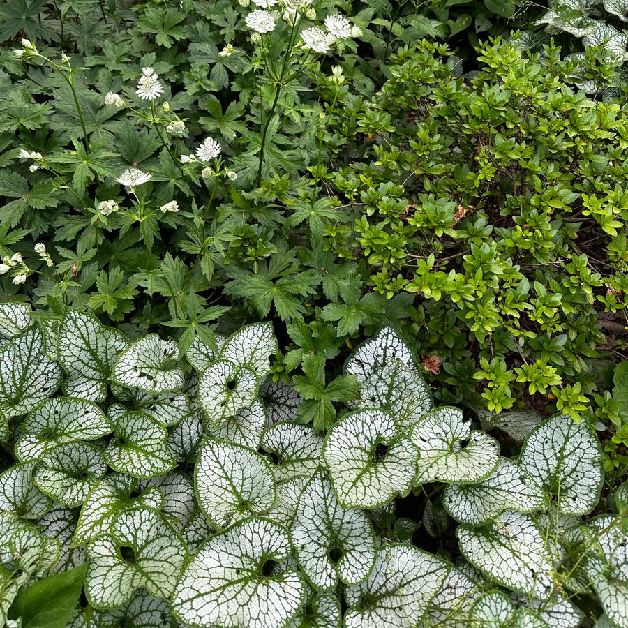 Brunnera macrophylla 'Silver Heart' - Heartleaf Brunnera from Pleasant Run Nursery