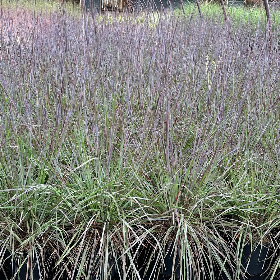 Schizachyrium scoparium 'Smoke Signal' - Little Bluestem from Pleasant Run Nursery